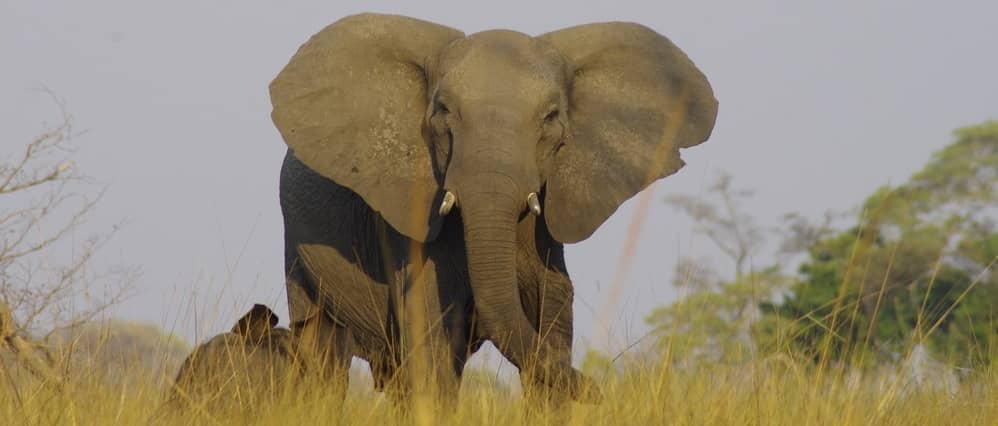 Anmut und Größe: Elefanten bei der Safari in Afrika